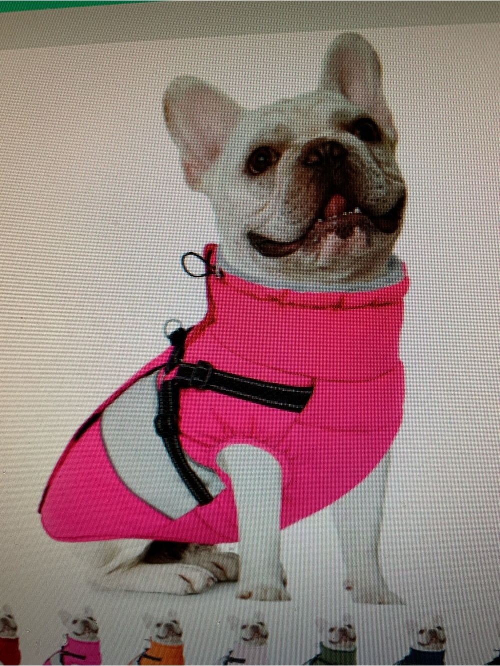 Pink Dog Winter Coat with Built-In Harness